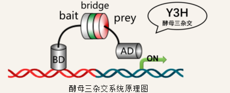 酵母三杂交系统你真的了解吗？