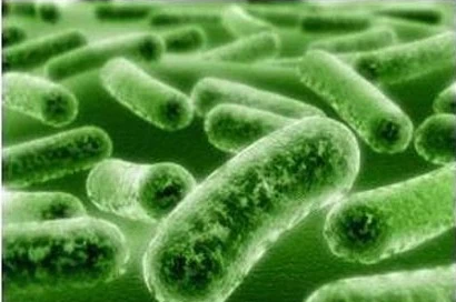 人类肠道微生物群（马赛大学）